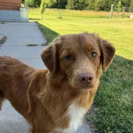 Oakley - Nova Scotia Duck Tolling Retriever
