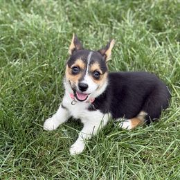Flower - Black and tan female American Corgi puppy in Ohio from Canal Corgis