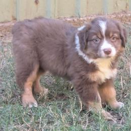 Coco - Red tri female Miniature Australian Shepherd puppy in Crockett, Texas from Pleasant Grove Aussies