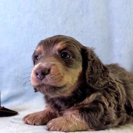 Boy 1 - Blue and cream male Dachshund puppy in Mt. Sterling, Illinois from Doxie Do's