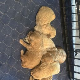Labrador Retriever Puppies from Courtland va, River Bank Kennels