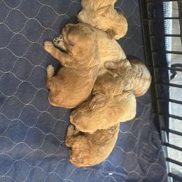Labrador Retriever Puppies from Courtland va, River Bank Kennels