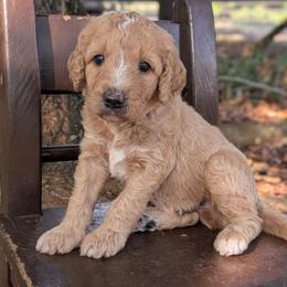 Blue - Apricot male Goldendoodle puppy in Prattville, Alabama from Jericho Junction Doodles and Poodles