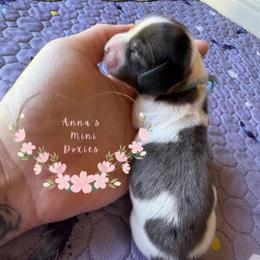 Clover - Dapple male Dachshund puppy in Pope, Mississippi from Anna’s Mini Doxies