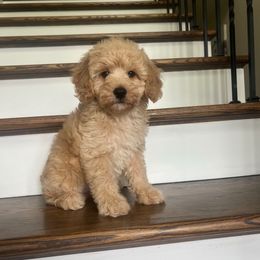 Sunny - Cream male Goldendoodle puppy in New Waverly, Texas from C.P. Puppy Buddies