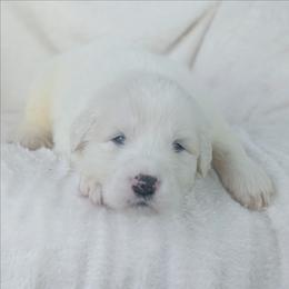 Black - White male Great Pyrenees puppy in Yakima, Washington from Naches Heights Ranch