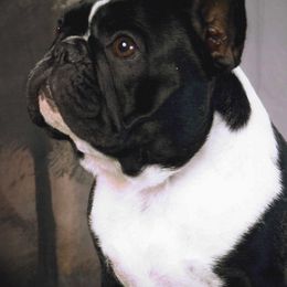French Bulldogs from Baohuao Farms FBD
