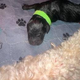 Freedom - Black male Goldendoodle puppy in Prosperity, Pennsylvania from Stelladoodles & Company