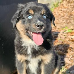 Artemis - Black tri female Miniature Australian Shepherd puppy in Church Hill, Tennessee from Hippie Dog Haven