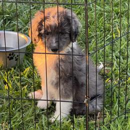Briar - Blue merle male Aussiedoodle puppy in Ambrose, Georgia from Brandilyn's Aussies