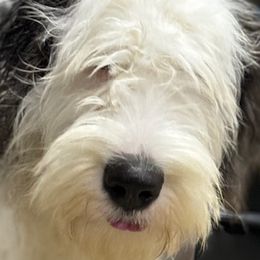 Barry - Old English Sheepdog puppy in Billings, Montana from Shawn's Old English Sheepdogs