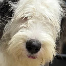 Barry - Old English Sheepdog puppy in Billings, Montana from Shawn's Old English Sheepdogs