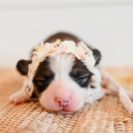 Lucky - Red female Pembroke Welsh Corgi puppy in Mona, Utah from Sorensen Corgis