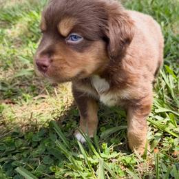 Choco ASDR - Red tri male Miniature Australian Shepherd puppy in Polk City, Florida from Skaky Shepherds