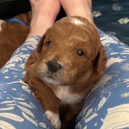 Bianca - Red  female Goldendoodle puppy in Danville, Virginia from Stella’s Stunning Goldendoodles of VA