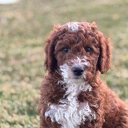 Blue - Red  male Goldendoodle puppy in Herriman, Utah from Sunnydoodle Utah