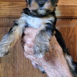 Male 2 - Black and tan male Yorkshire Terrier puppy in Las Animas, Colorado from CAMDEN Parti Puppies-Colorado Parti Yorkies