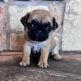 Purple collar - Fawn female Pug puppy in Tucson, Arizona from Furever Friends
