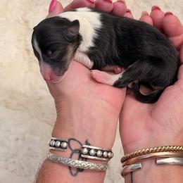 Kiara - Black white and tan female Shetland Sheepdog puppy in Mount Sterling, Kentucky from Justsimplyshelties