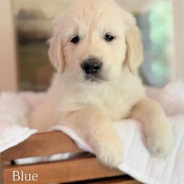 Golden Retriever and Poodle Puppies from Clementi Pearl Golden and Poodle
