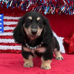 Bree - Black and cream female Dachshund puppy in Lincoln, Arkansas from Red Dirt Dachshunds
