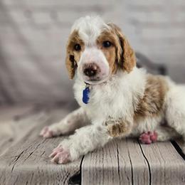 Guernsey - Parti male Poodle puppy in Mcbain, Michigan from Northern Creek