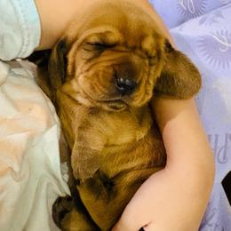 Male Red (Pumpkin) - Red and white male Basset Hound puppy in Oviedo, Florida from Boss Farms