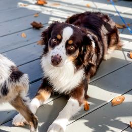 Alvin - Miniature Australian Shepherd