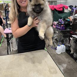 Keeshond Puppies from SummerMist Keeshond