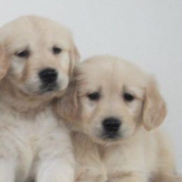 Golden Retrievers from Buck Family Farm Golden Retrievers