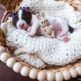 Goldendoodle Puppies from Liberty Creek Farms