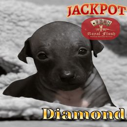 Girl 3 - female American Hairless Terrier puppy in Atlanta, Georgia from Royal Flush Kennels