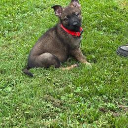 Red collar male - Sable male German Shepherd puppy in Ann Arbor, Michigan from Von Der Havier German Shepherds