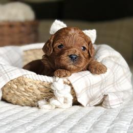 Peaches - Red female Cavapoo puppy in West Bend, Iowa from Adore Puppies