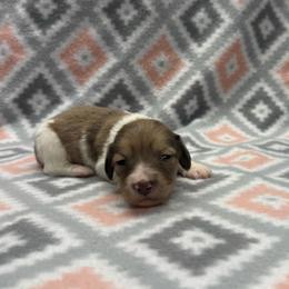 Girl 2 - Piebald female Dachshund puppy in Hoover, Alabama from Tide Town Doxies