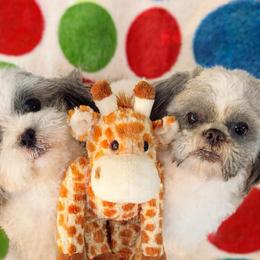 Buttercup - Shichon