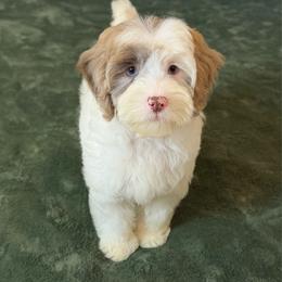 Ben - Brown and white male Cockapoo puppy in Queens, New York from The 2 Musketeers_Cockapoos