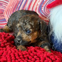 Victory - Sable female Poodle puppy in Ardmore, Oklahoma from The Poodles of Green Acres