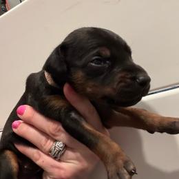 Peppercorn - Black and rust female Doberman Pinscher puppy in Wellington, Ohio from Jessie (TDD, llc)