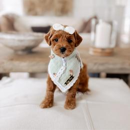 Thursday - Red  female Goldendoodle puppy in Syracuse, Indiana from The Doodle Cove