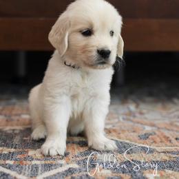 Golden Retriever Puppies from GoldenStory Retrievers