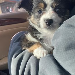 Toy Australian Shepherds from Butte-E-Ful aussies