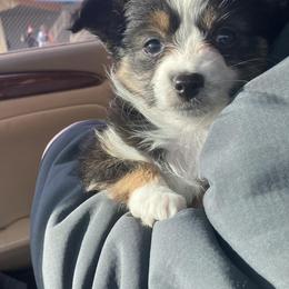 Toy Australian Shepherds from Butte-E-Ful aussies