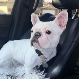 Nova - French Bulldog