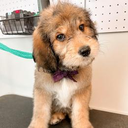 Sven (Brown) - male Golden Mountain Doodle puppy in Boiling Springs, South Carolina from OlliePups, LLC