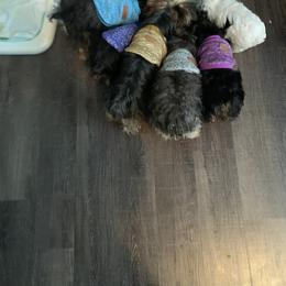 Yorkshire Terrier Puppies from Missy Lu Lap Puppies