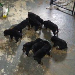 Rottweiler Puppies from Gregory Mulkey's Rottweilers