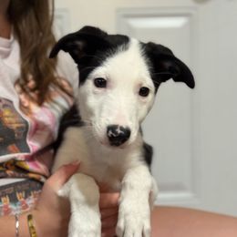Blue male - Black and white male Border Collie puppy in Tallmadge, Ohio from Premier Dobermans