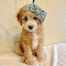 Pink Collar Female - Apricot female Double Doodle puppy in Killeen, Texas from Parrish Precious Ones Texas
