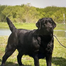 Mavis - Labrador Retriever